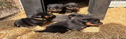 Rottweiler dogs for sale: 🐾 EXCEPTIONAL ROTTWEILER PUPPIES  - Advert 9