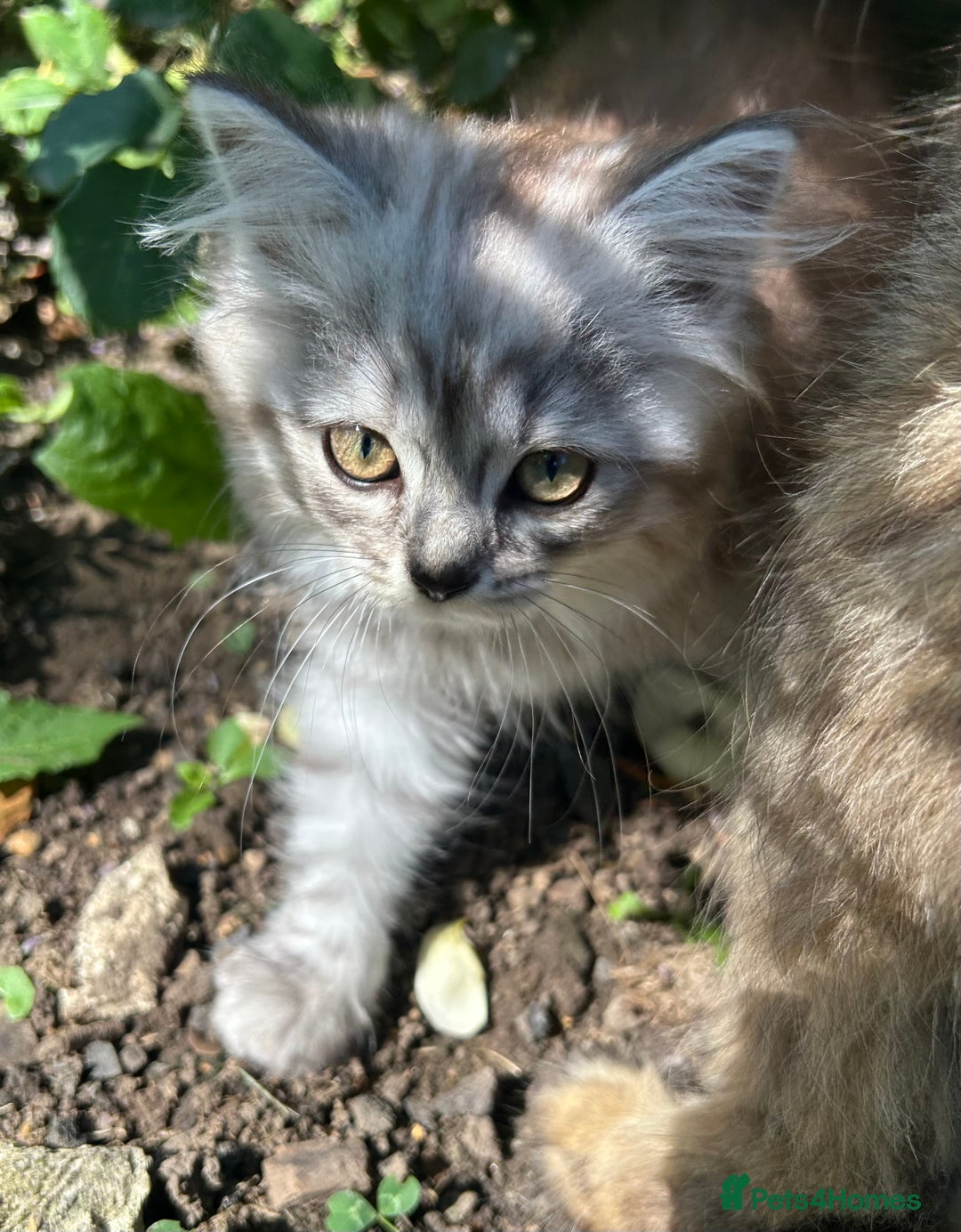 Scottish Fold cats for sale: ONE GORGEOUS SCOTTISH FOLD X CHINCHILLA PERSIAN - Image 3