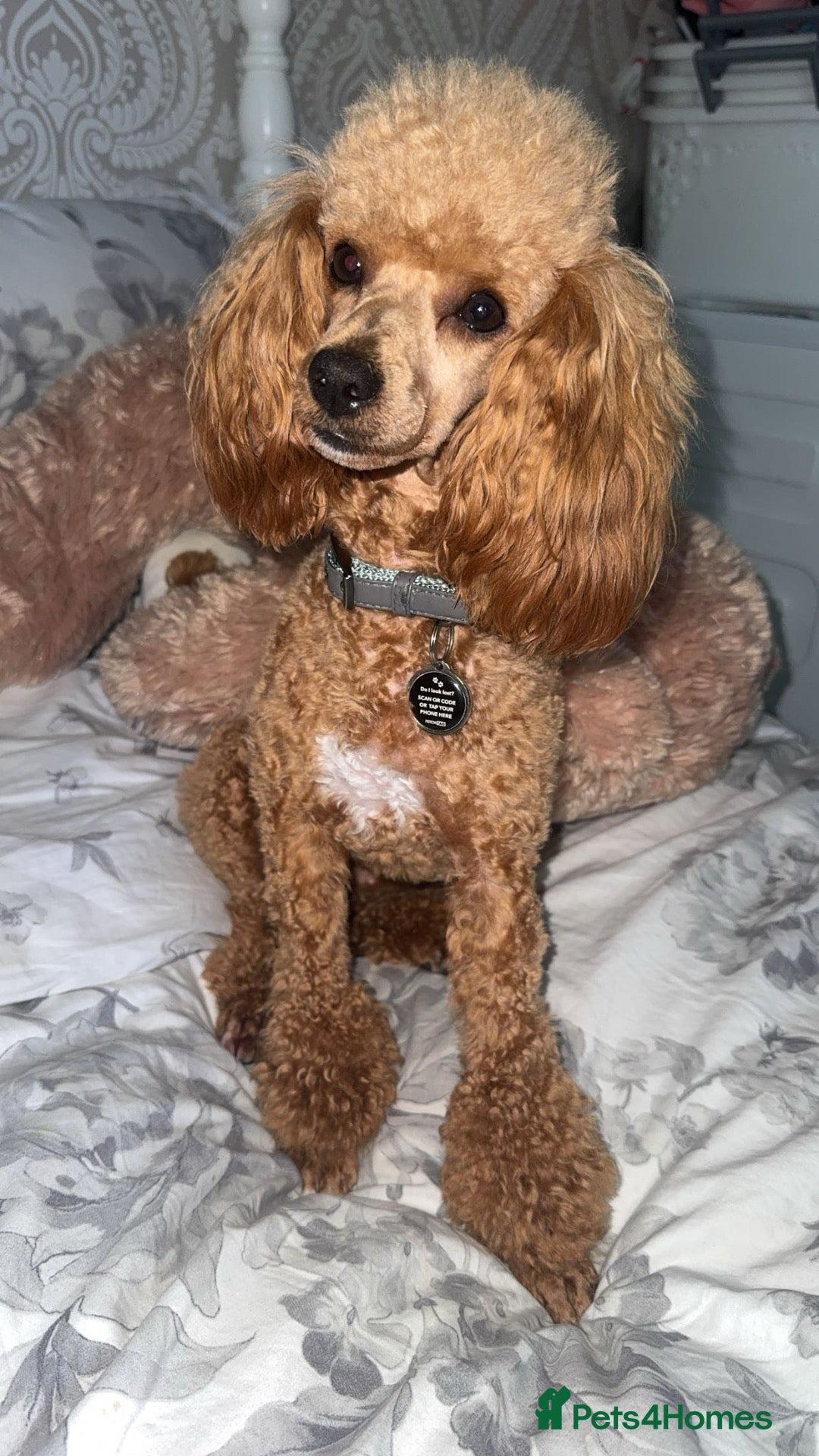 Toy Poodle dogs Toy poodle female  - Advert 8