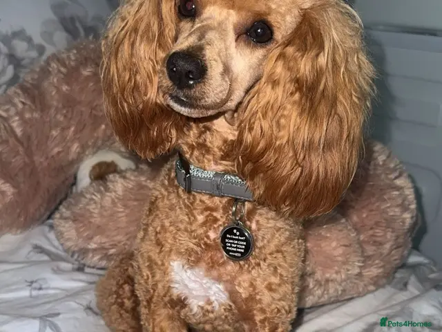 Toy Poodle dogs Toy poodle female - Advert 16