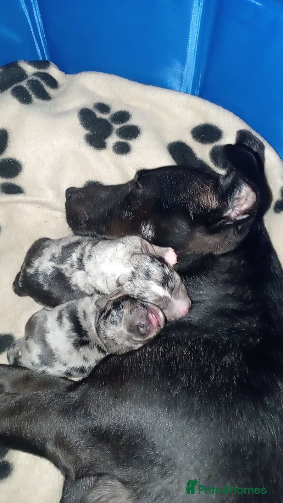 Mixed Breed dogs for sale: Patterdale lakeland x Jack russel puppies - Advert 2