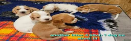 Cocker Spaniel dogs for stud:  Kc registered Cocker spaniel stud - Advert 2