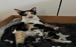 British Shorthair cats for sale: White and grey tabby boy  - Image 4