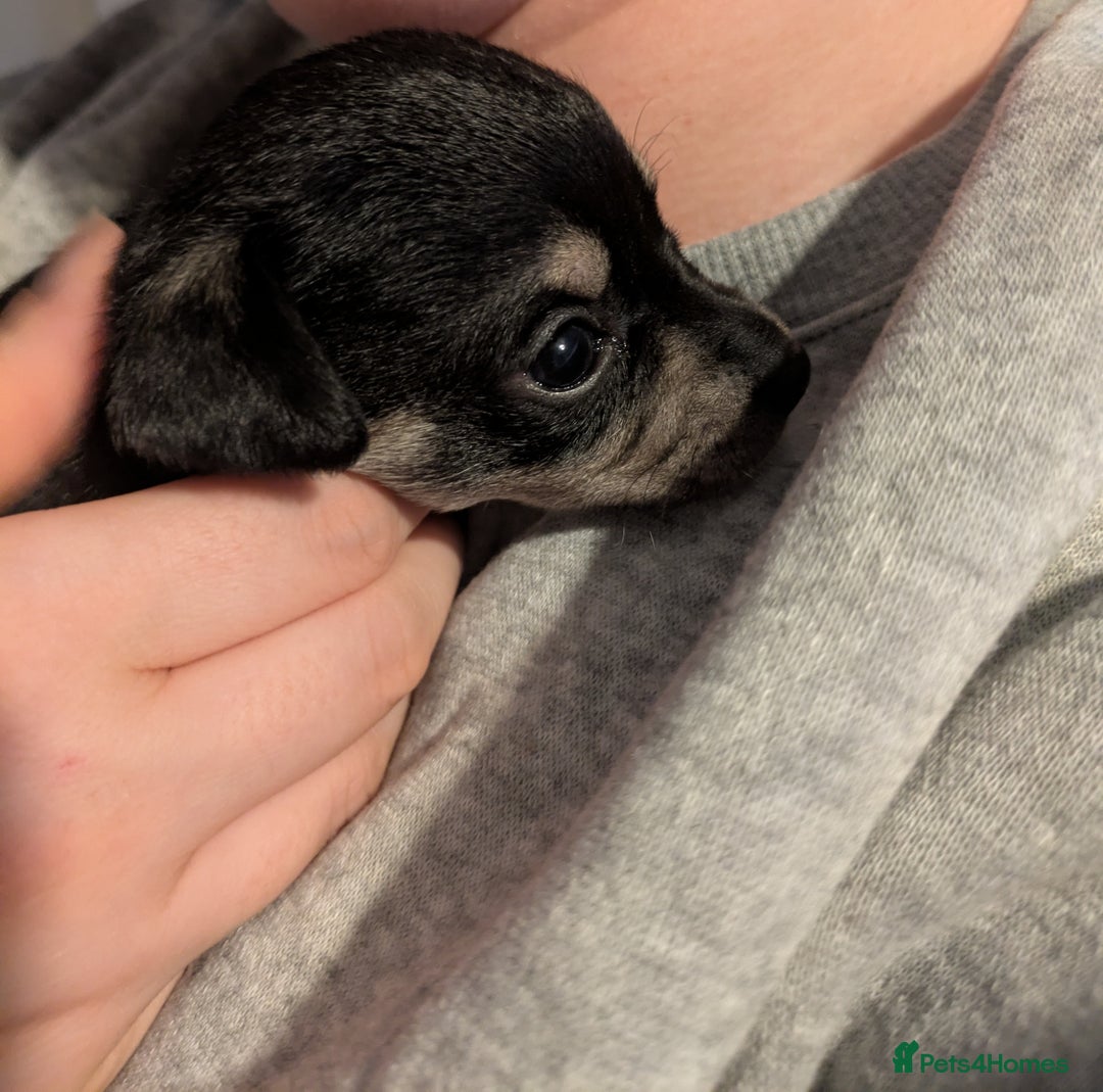 Chipoo dogs for sale: Health tested, non shed chipoos - Image 13