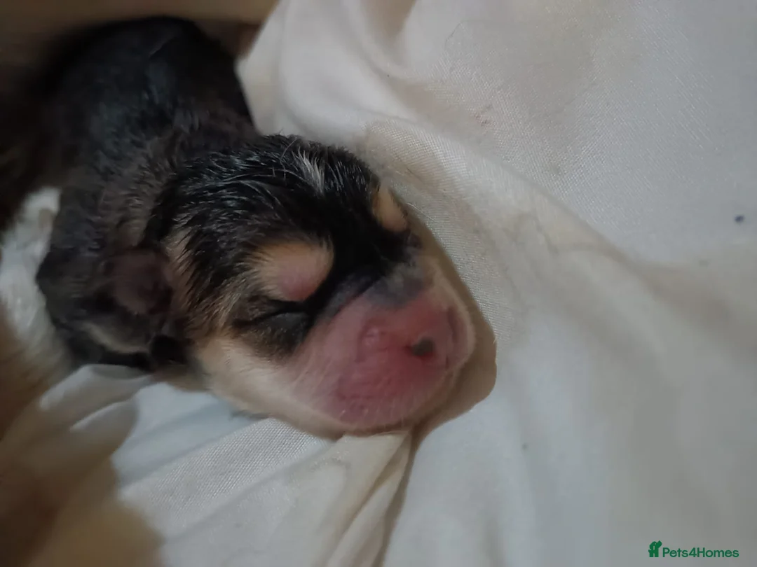 Mixed Breed dogs for sale: adorable male Chowski pup for sale - Advert 21