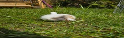 Mini Lop rabbits for sale: 4 Purebred Mini Lop kits for sale - Advert 7