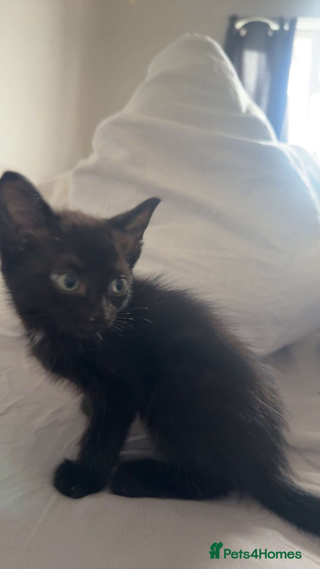 Bengal cats for sale: £40 🐾Ready now Last bengal cross kitten 🐾 - Image 1