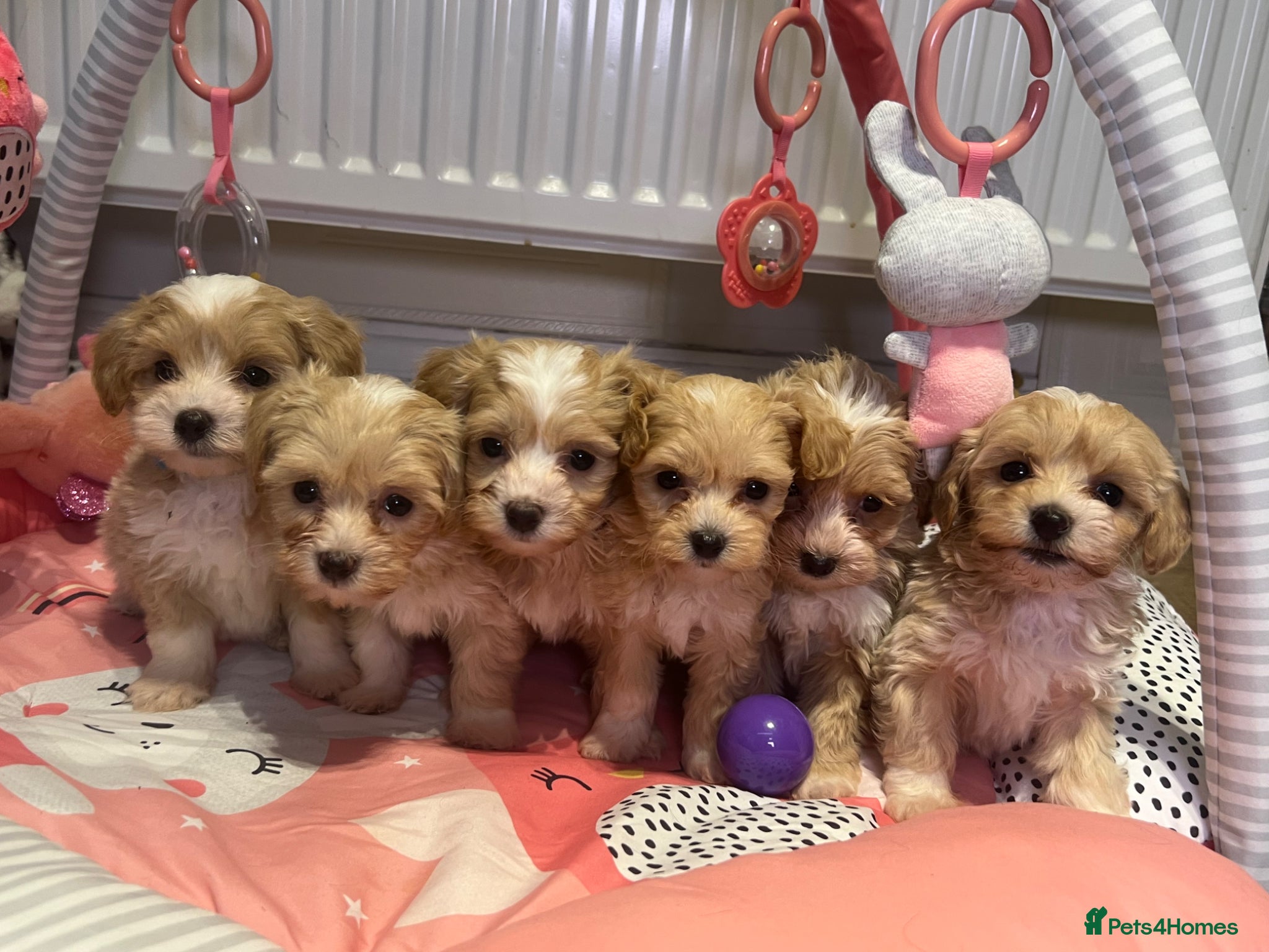 Maltipoo dogs ❤️Gorgeous F1 Maltipoo❤️ - Advert 1