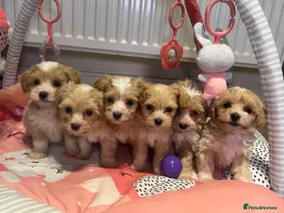 Maltipoo dogs ❤️Gorgeous F1 Maltipoo❤️ - Advert 1