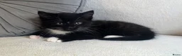 Mixed Breed cats for sale: 3 kittens looking for forever homes in Cannock - Advert 2