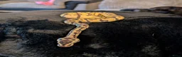 Python Snake reptiles for sale: Selling my beautiful royal python  - Advert 2