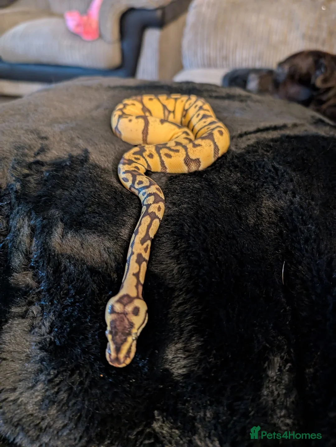 Python Snake reptiles for sale: Selling my beautiful royal python  - Advert 2