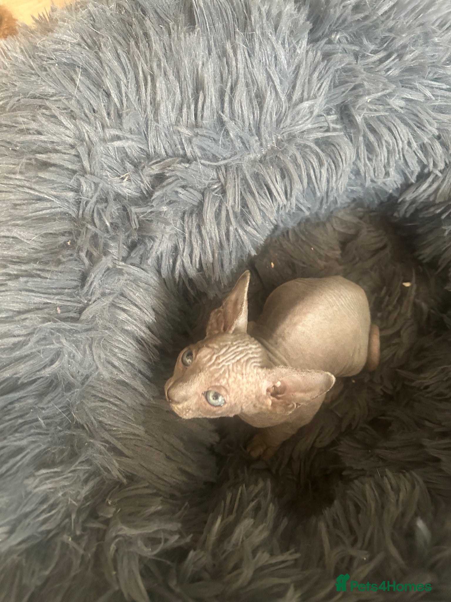 Sphynx cats 3 amazing boys available for reservation. - Advert 2