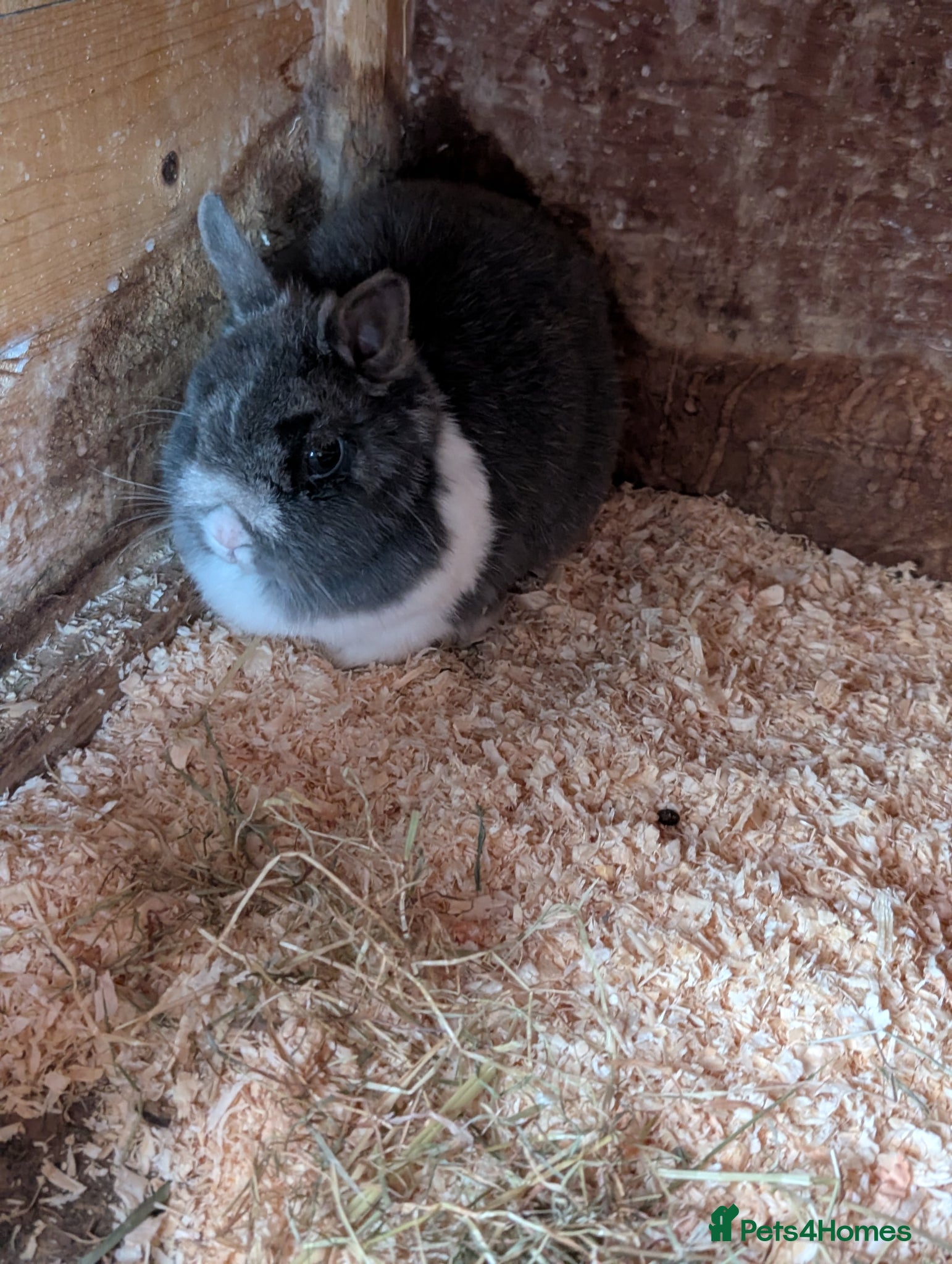 Netherland Dwarf rabbits Netherland dwarfs   - Advert 1