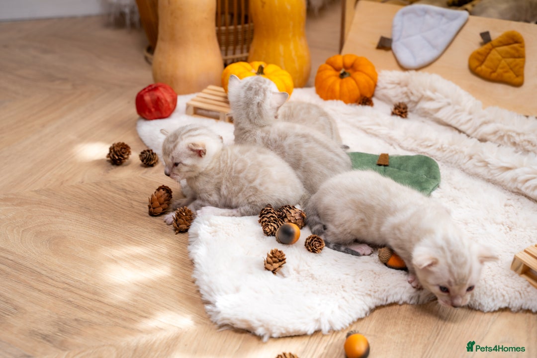 Bengal cats for sale: Pure Snow Bengals-TICA champions pedigree-Stunning - Image 38