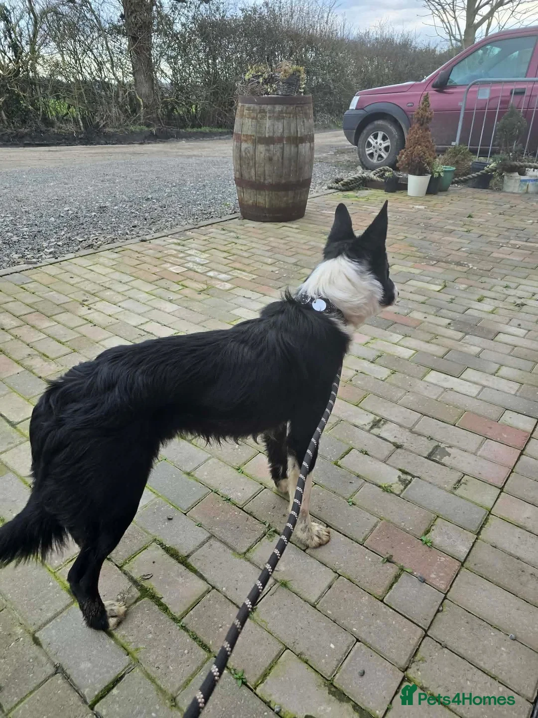 Mixed Breed dogs for adoption: RONNIE - Advert 13