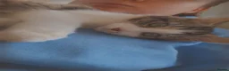 Mixed Breed cats for sale: Long haired female cat in Coalville - Advert 5