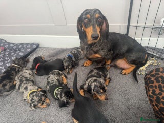 Miniature Dachshund dogs for sale: Adorable Miniature Dachshund Puppies - Advert 1