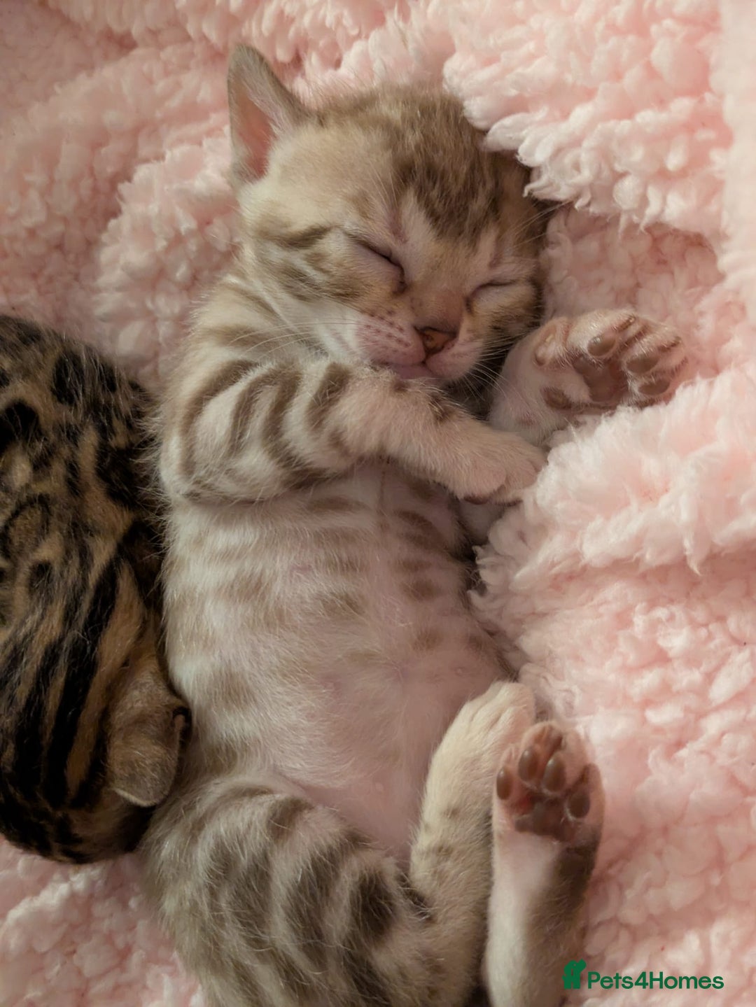 Bengal cats for sale: Family Raised TICA Bengal Kittens - Advert 20