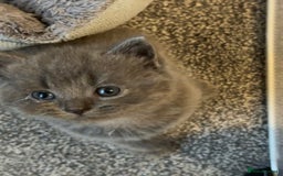 Brazilian Shorthair cats for sale: British shorthairs kittens - Image 18