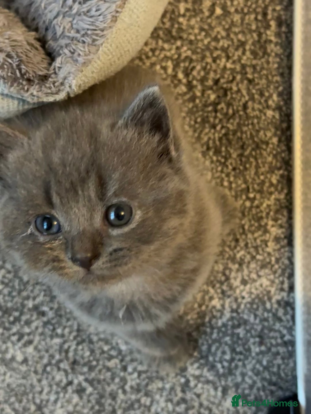Brazilian Shorthair cats for sale: British shorthairs kittens - Image 18