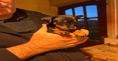 Miniature Pinscher dogs Stunning KC Miniature Pinscher puppies - Advert 3
