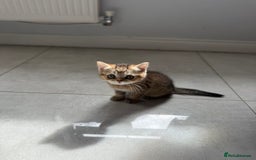 British Shorthair cats for sale: Beautiful GCCF kittens from champion lines  - Image 10