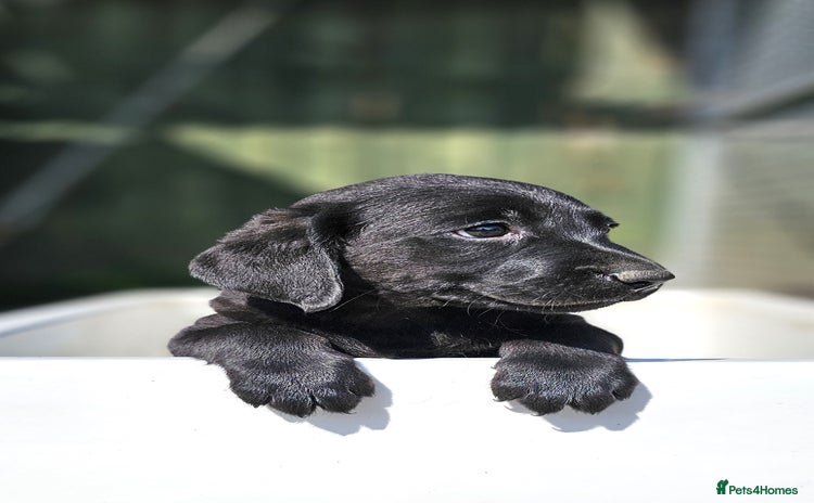 Labrador Retriever dogs - Advert 1