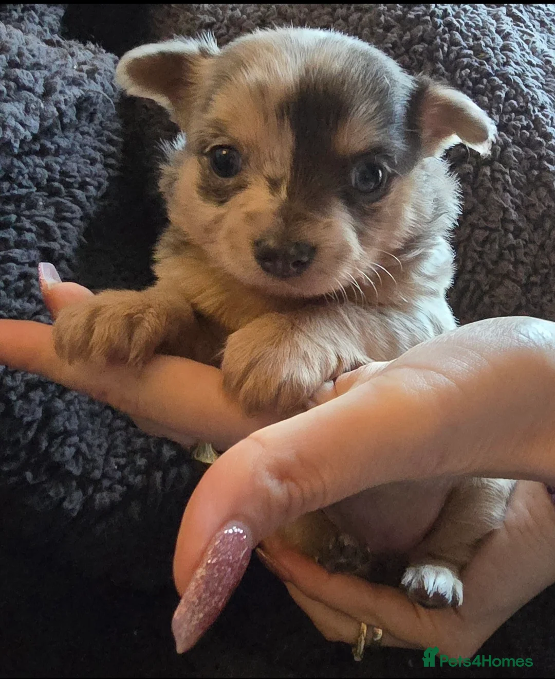 Chihuahua dogs for stud: Merle long haired Chihuahua Stud in Nottingham - Advert 15