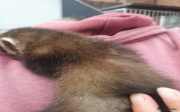 Ferret rodents for sale: Hob ferret  - Image 3
