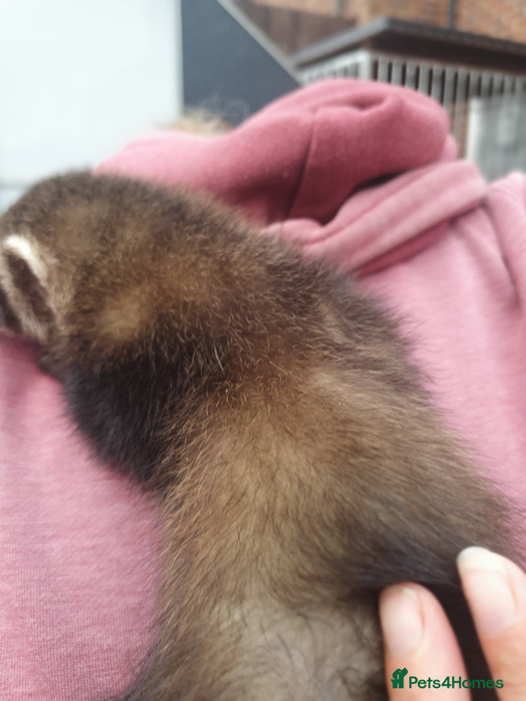 Ferret rodents for sale: Hob ferret  - Image 3