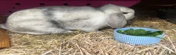 Mini Lop rabbits for sale: Mini Lop male and female £40 each.  - Advert 4