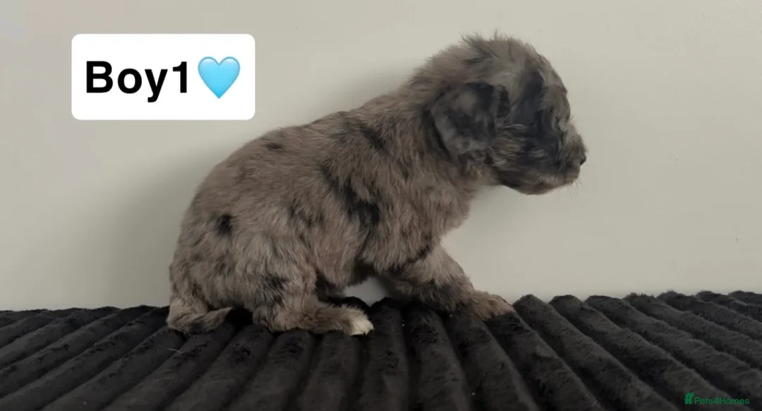 Cockapoo dogs for sale: Cockapoo puppies  - Advert 6