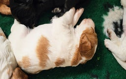 Mixed Breed dogs for sale: Stunning health tested sprollie x cocker  - Image 12