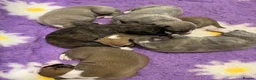 Whippet dogs for sale: Outstanding Male Whippets - Advert 13