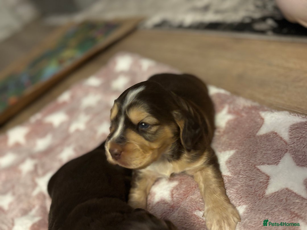 Cocker Spaniel dogs for sale: 🐾[Simbawood Lines]KC Show Cocker Spaniels🐾 - Advert 18