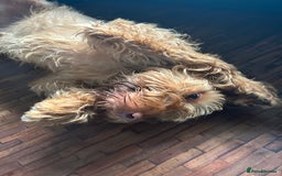 Hungarian Vizsla dogs for sale: Rehoming our beautiful boy Lake - Image 9