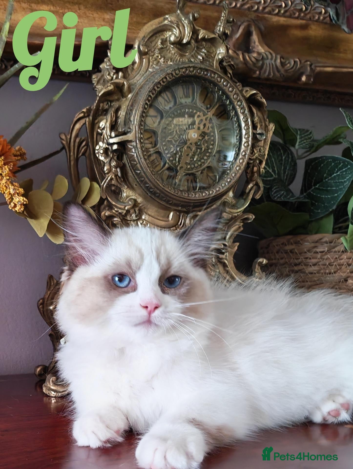 Ragdoll cats GCCF REGISTERED BEAUTIFUL RAGDOLLS KITTENS  - Advert 8
