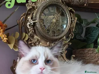 Ragdoll cats GCCF REGISTERED BEAUTIFUL RAGDOLLS KITTENS - Advert 8