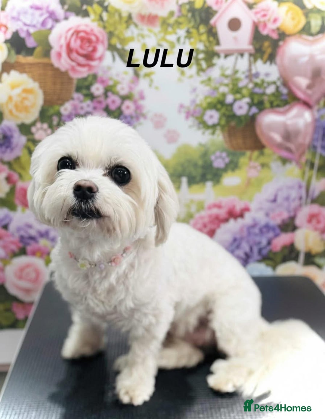 Maltese dogs for sale: Beautiful Maltese puppies ✨ - Advert 8