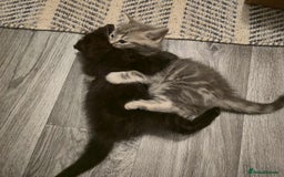 Mixed Breed cats for sale: Adorable Ragdoll Mix Kittens  - Image 6