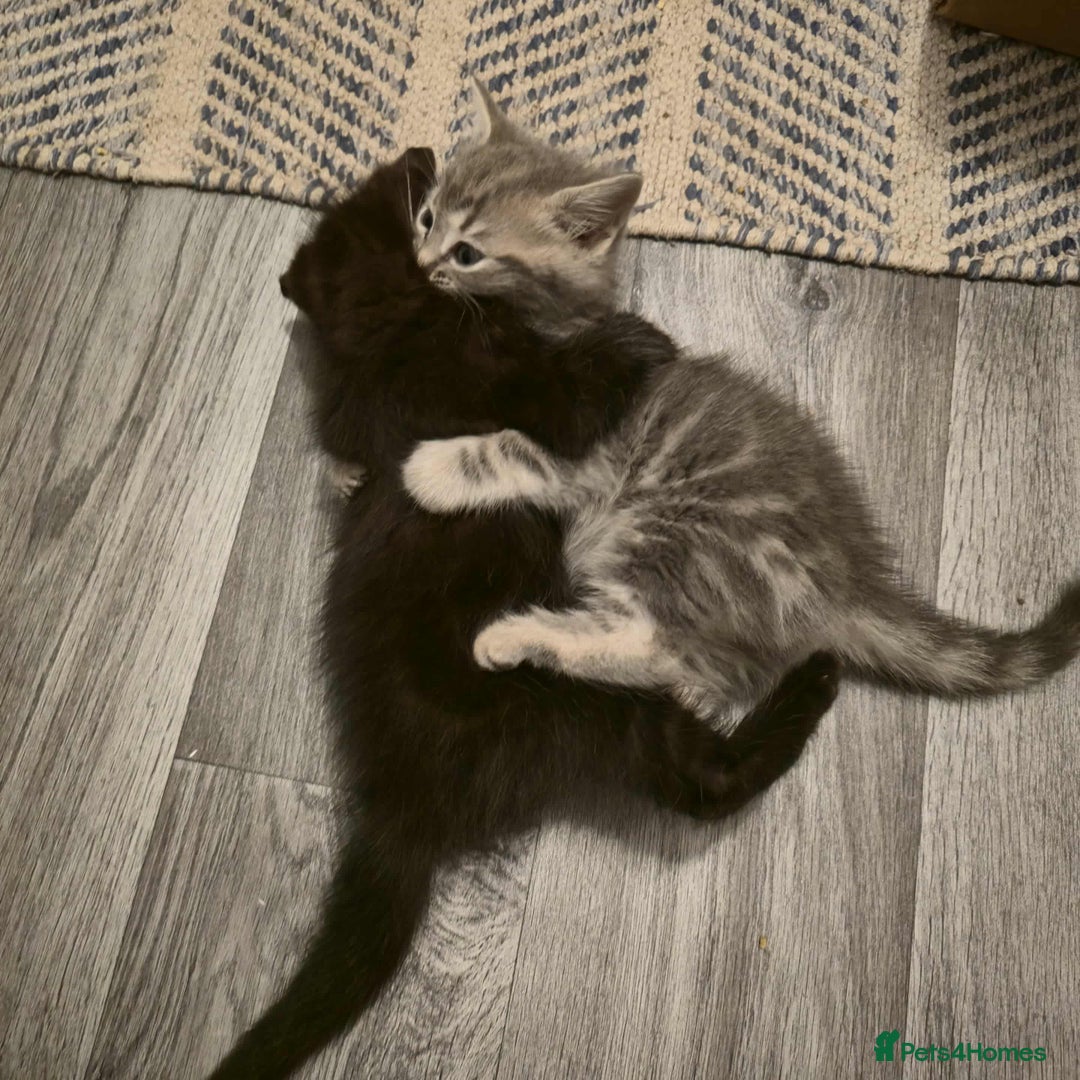 Mixed Breed cats for sale: Adorable Ragdoll Mix Kittens  - Image 6