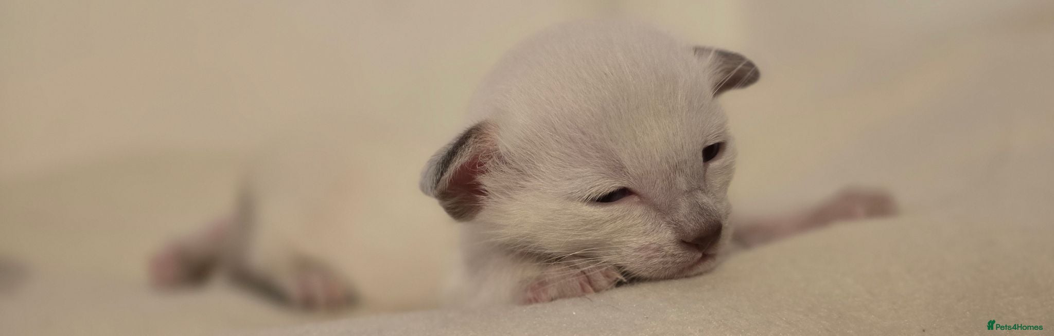 Siamese cats 🐾 Sweet siamese little boy 🐾  - Advert 14