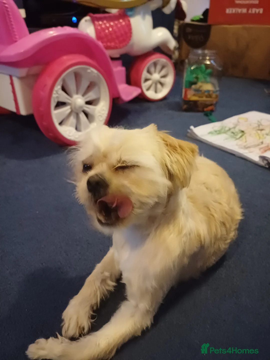 Mixed Breed dogs for sale: Rehoming for bear  - Advert 3