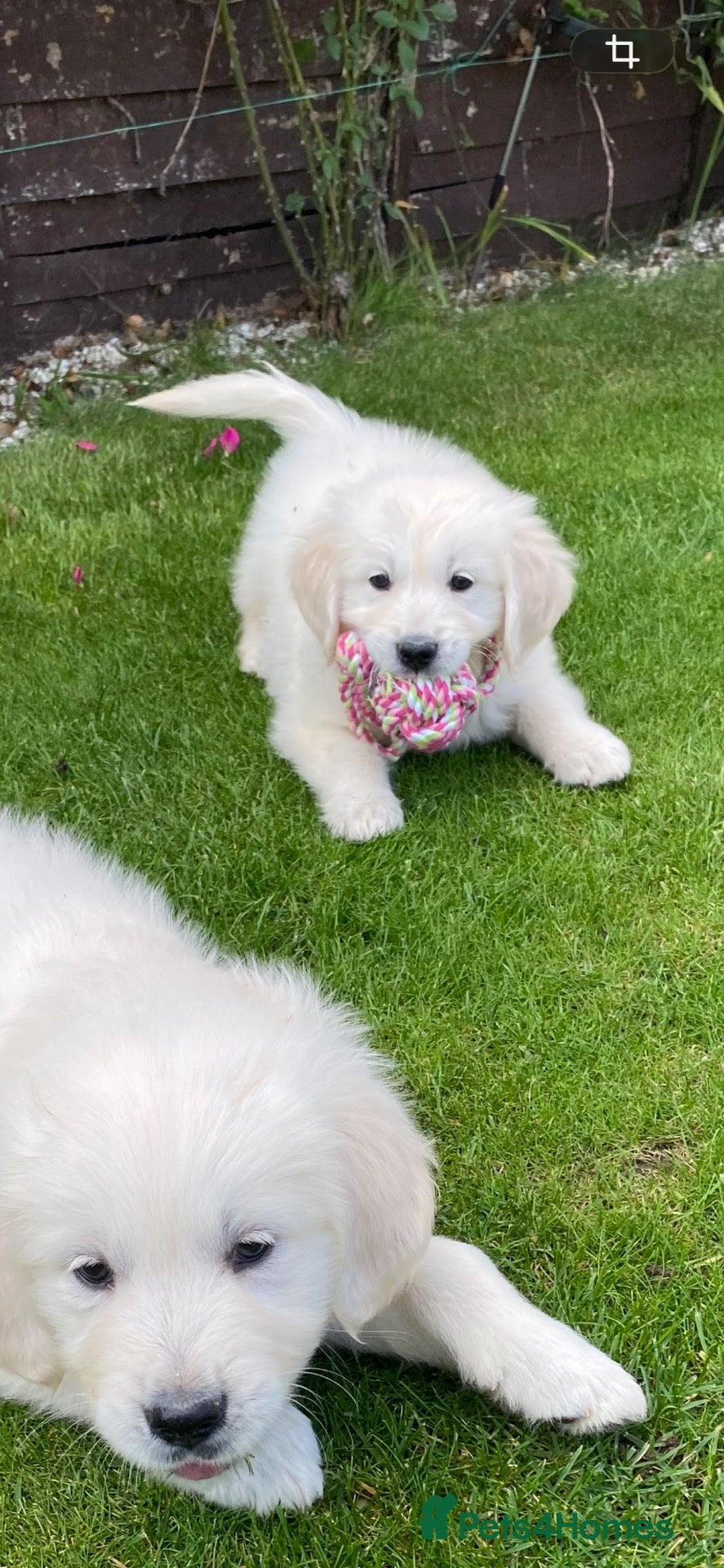 Golden Retriever dogs Kc golden retrievers  - Advert 2