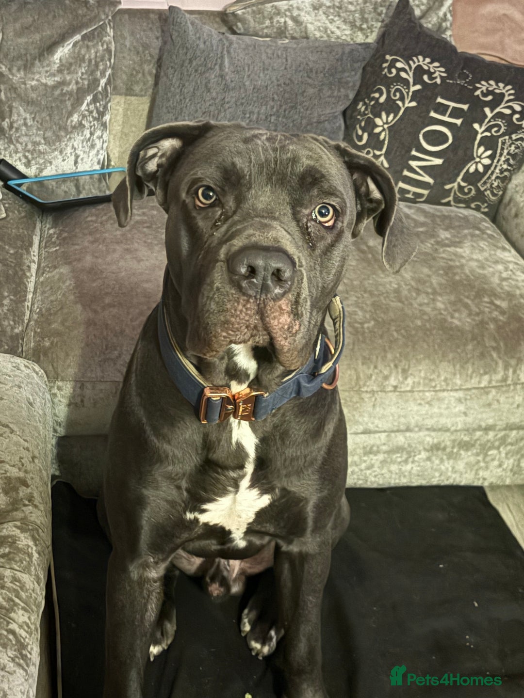 Cane Corso dogs for sale: 10 beautiful girls  - Advert 4