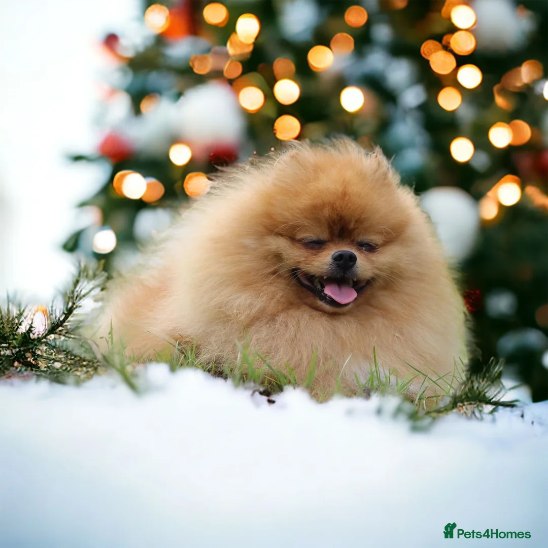 Pomeranian dogs for stud: 🇬🇧 THE LOVE OF PABLO🇬🇧 in London - Advert 3