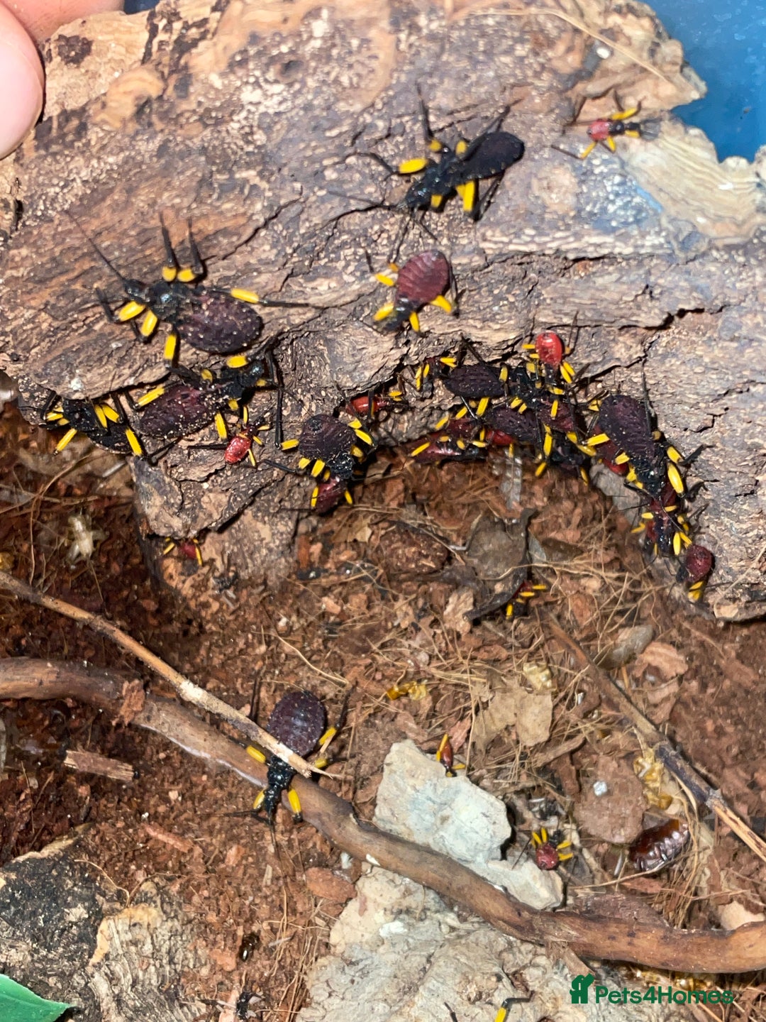 Mixed Breed invertebrates for sale: Two spotted assassin bug- platymeris biguttatus  in Nottingham - Image 5