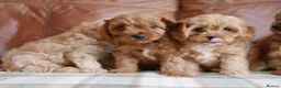 Cavapoo dogs for sale: Quality Health Tested F1 Toy Cavapoo Puppies - Advert 4