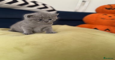 British Shorthair cats - Advert 7